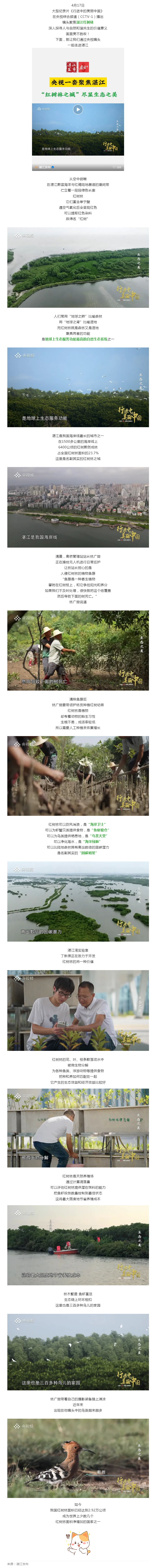 超8分鐘！CCTV-1重磅聚焦湛江“固碳明星”....._.png